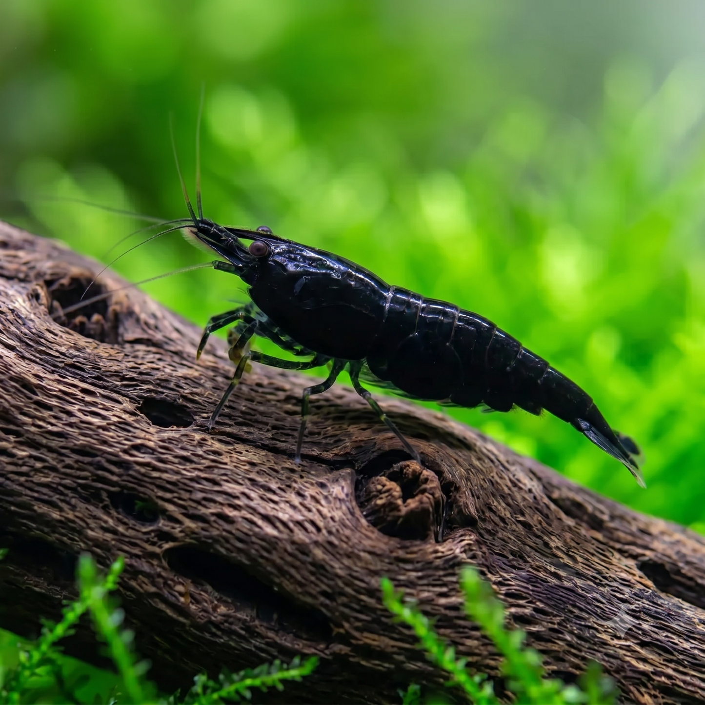 Black Cherry Shrimp