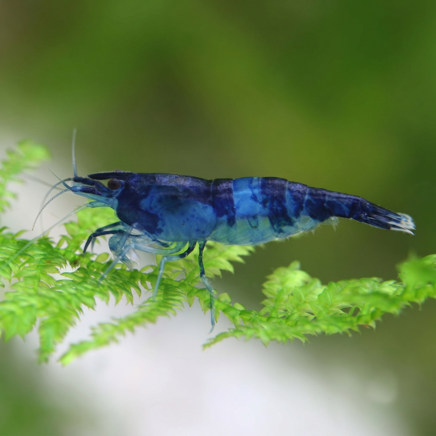 Blue Carbon Rili Shrimp