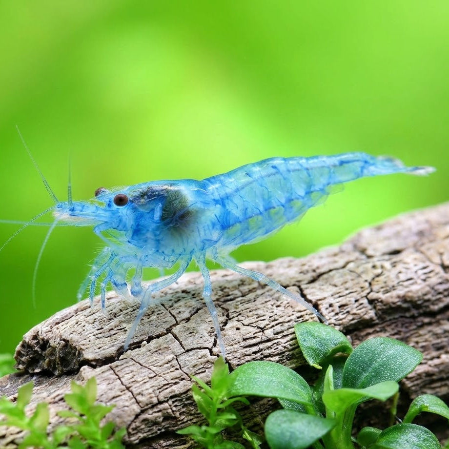 Blue Jelly Shrimp (Neocaridina davidi 'Blue Jelly')