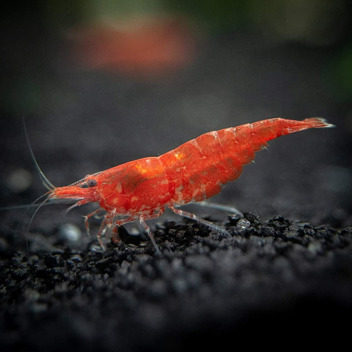 Red Cherry Shrimp (Neocaridina davidi 'Red Cherry')