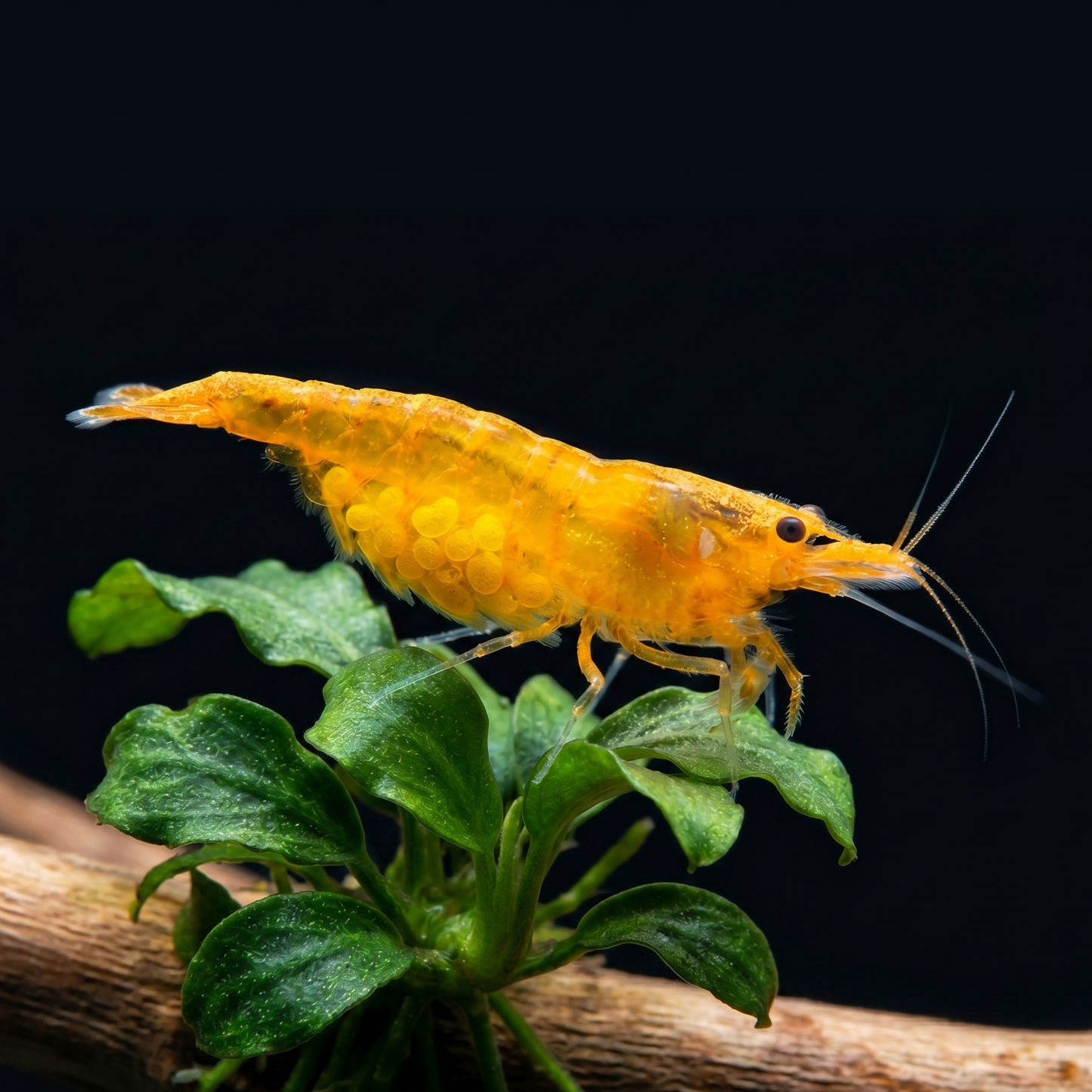 Orange Shrimp (Neocaridina davidi 'Orange')