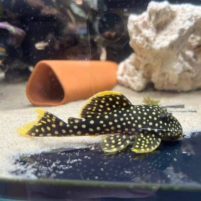Gold Nugget Pleco (L018) (Baryancistrus xanthellus)