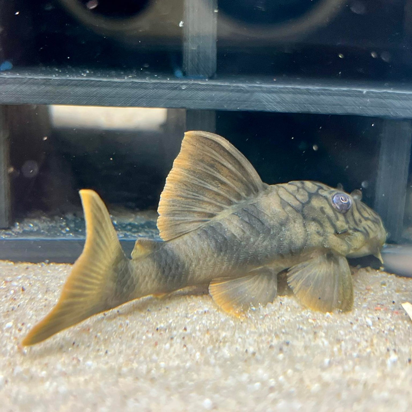 Worm Line Pleco (L305)