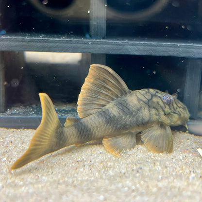 Worm Line Pleco (L305)