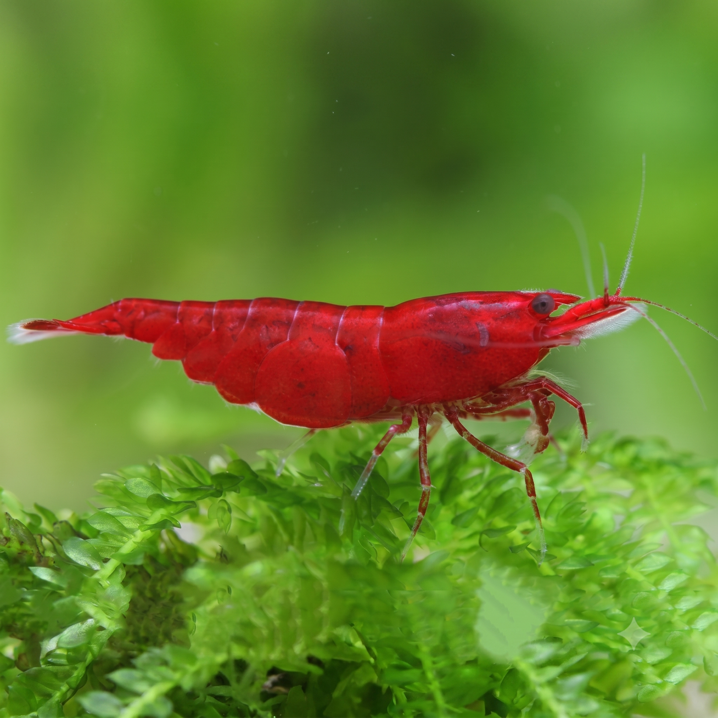Bloody Mary Red Shrimp