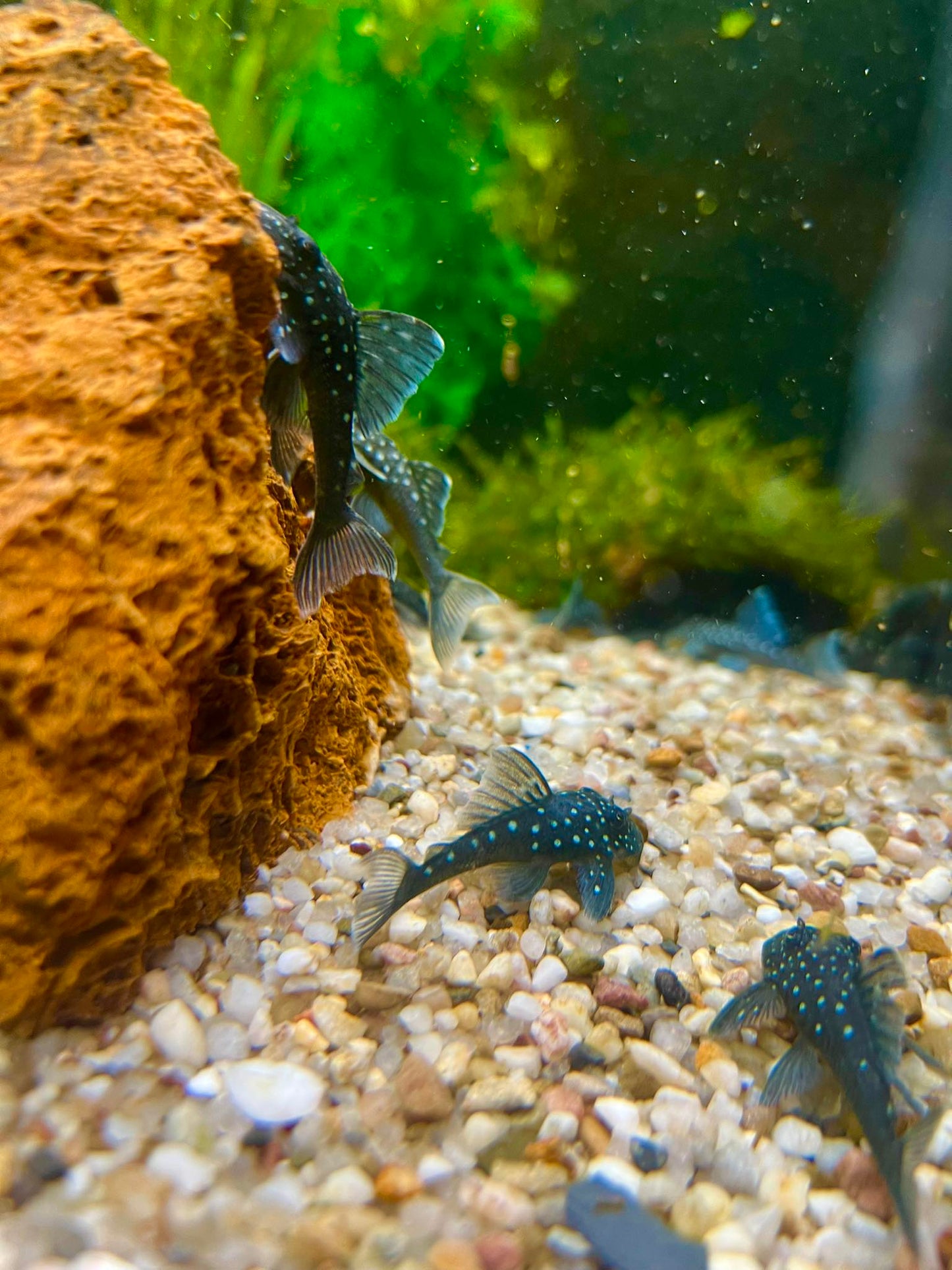 Blue Phantom Pleco (L128)