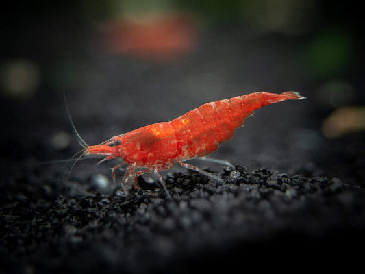 Red Cherry Shrimp (Neocaridina heteropoda)