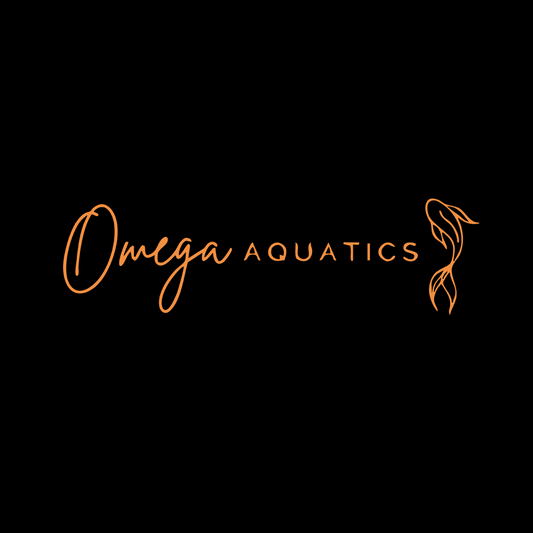 Angelicus Pleco (L004)
