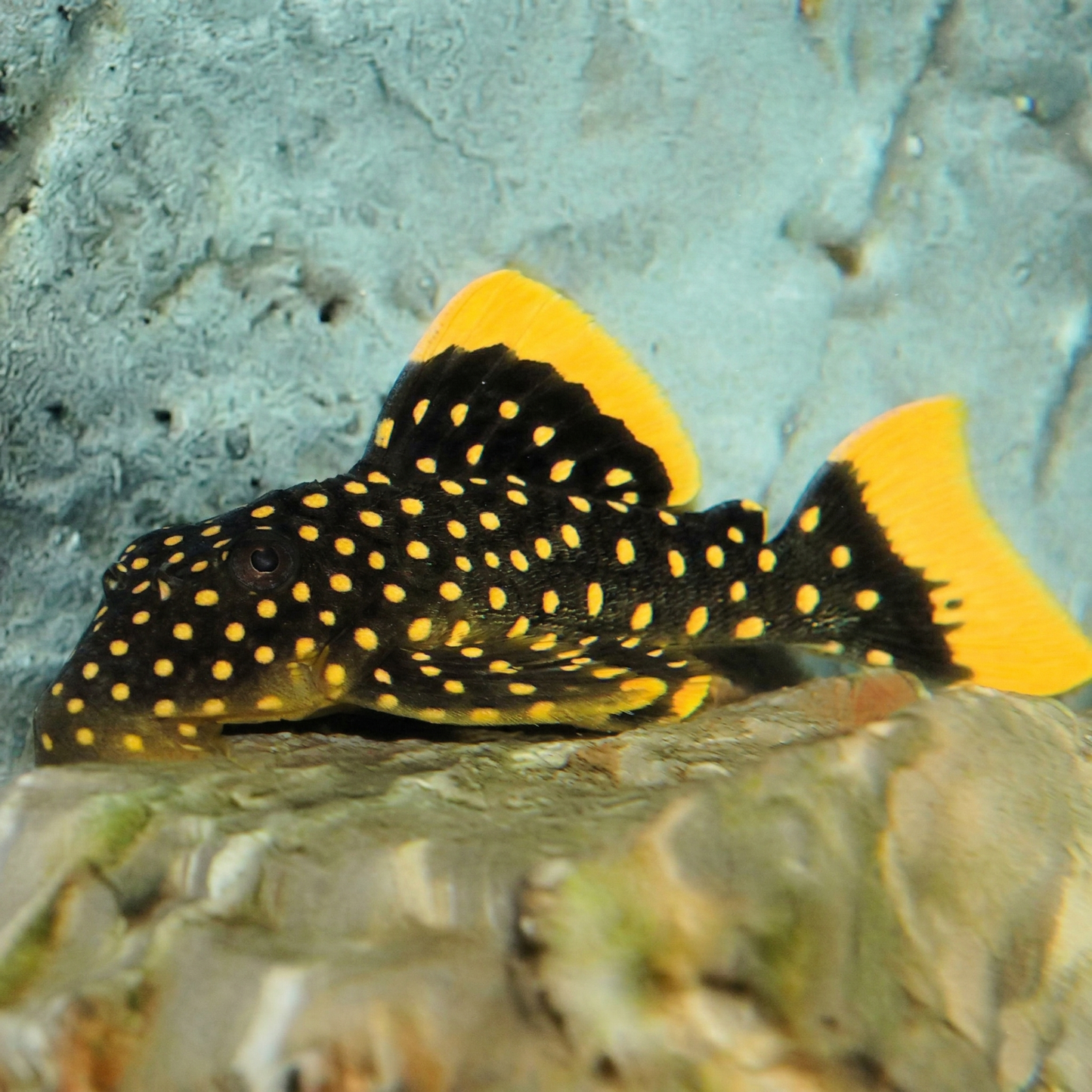 Gold Nugget Pleco (L018) (Baryancistrus xanthellus)