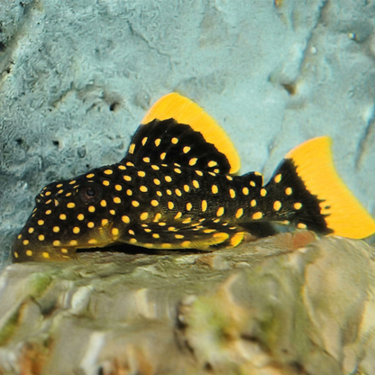 Gold Nugget Pleco (L018) (Baryancistrus xanthellus)