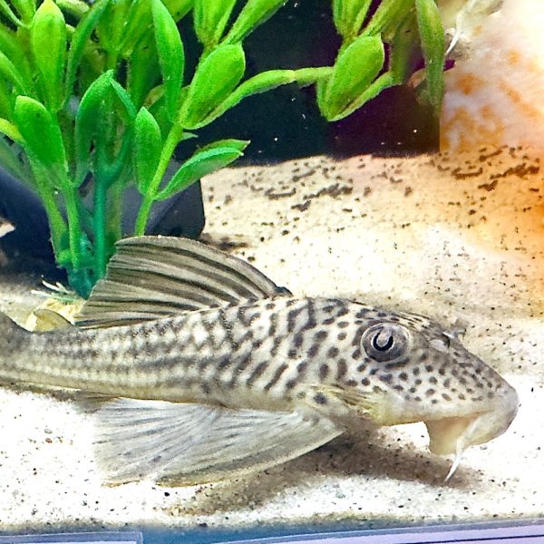 Ghost Pleco (L141)