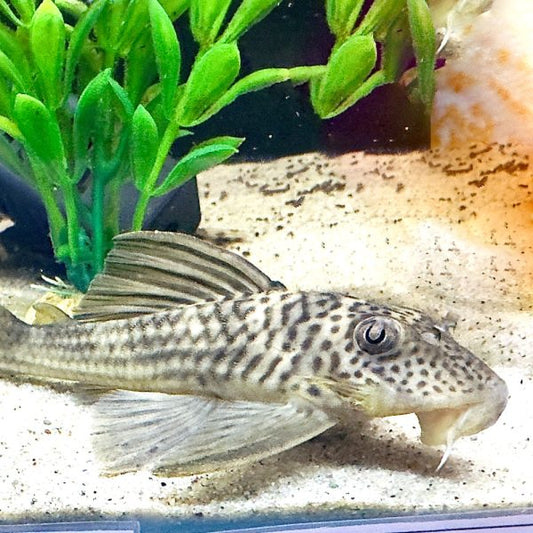 Ghost Pleco (L141)