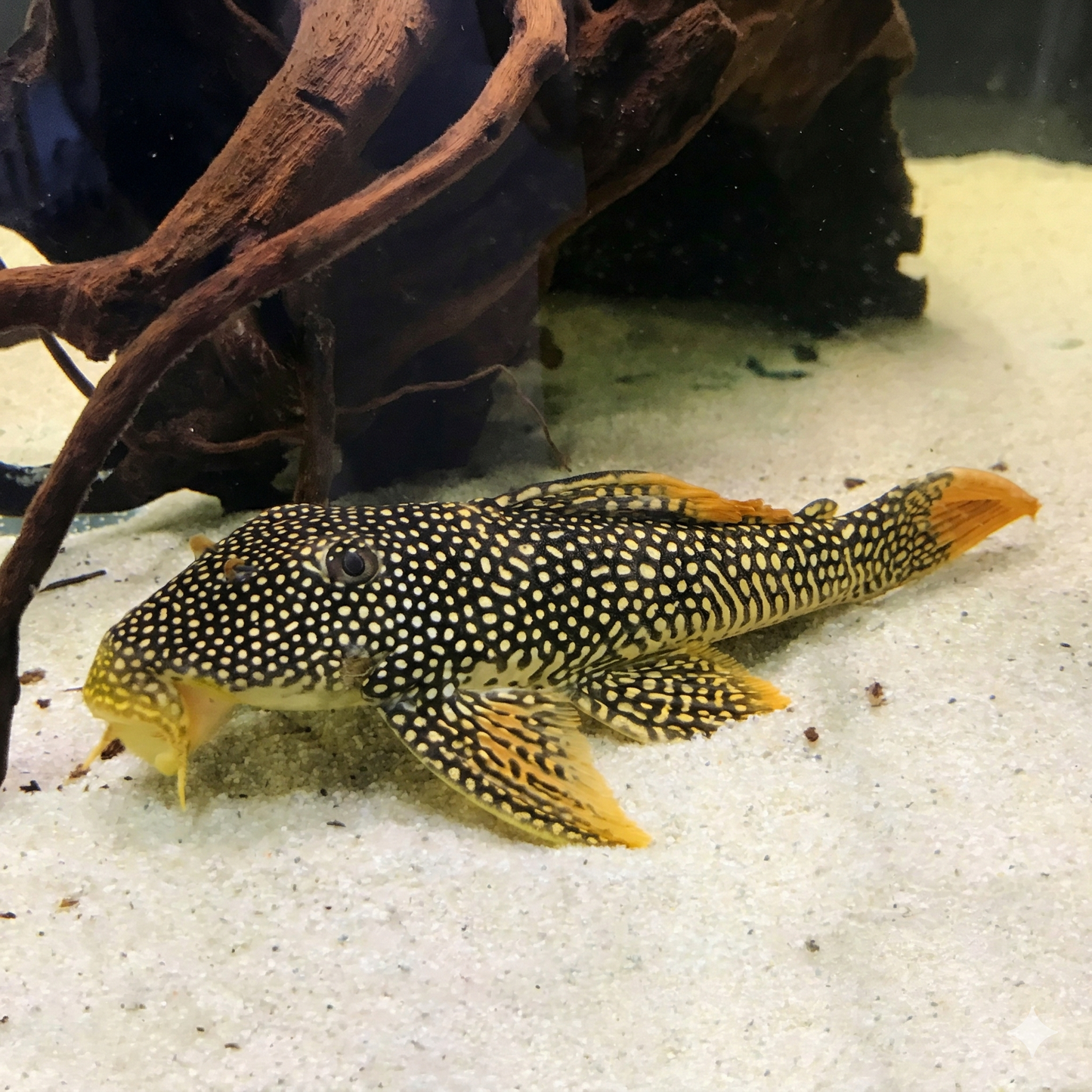 Sunshine Pleco (L014)