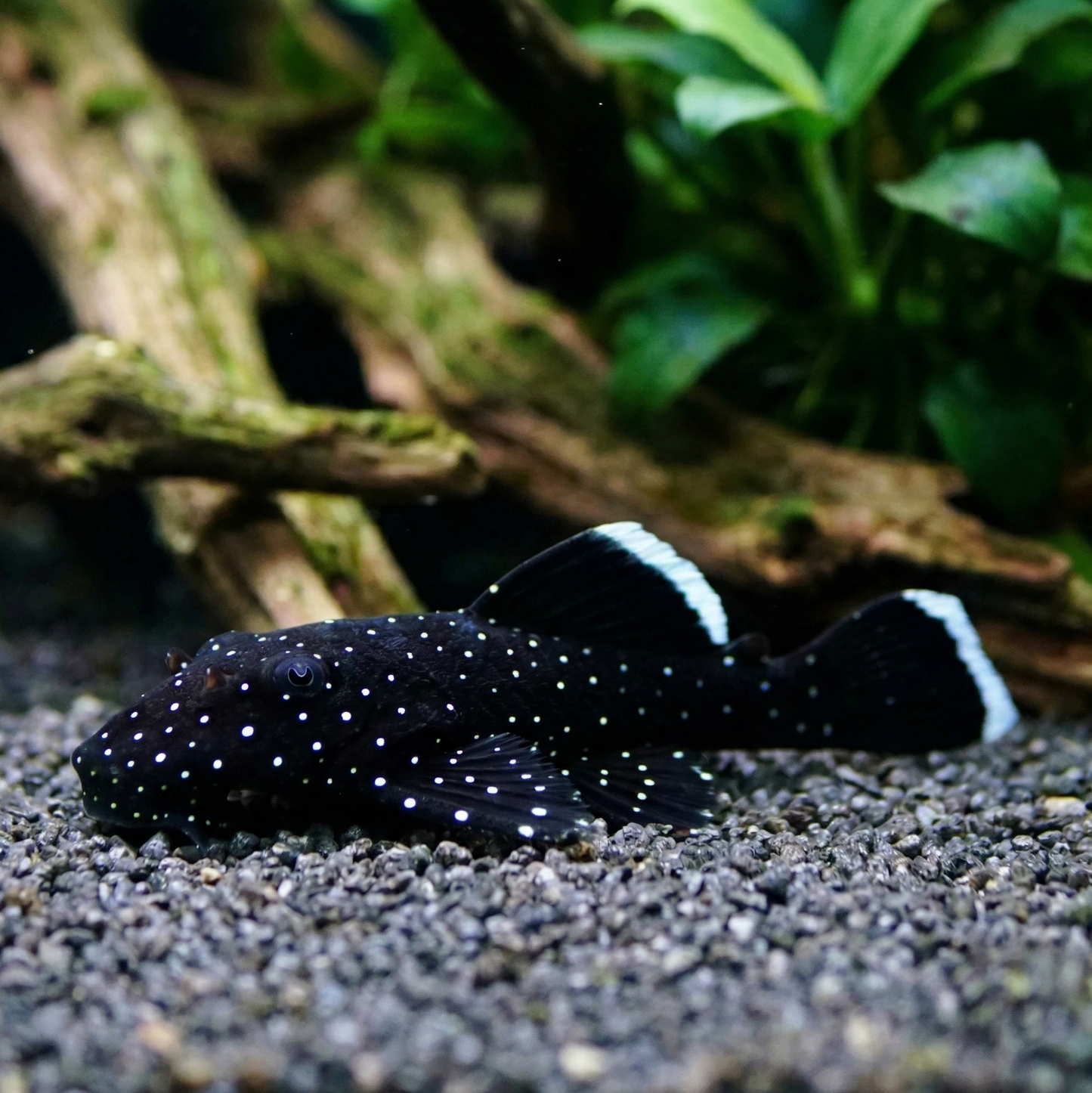 Starlight Bristlenose Pleco (L183)