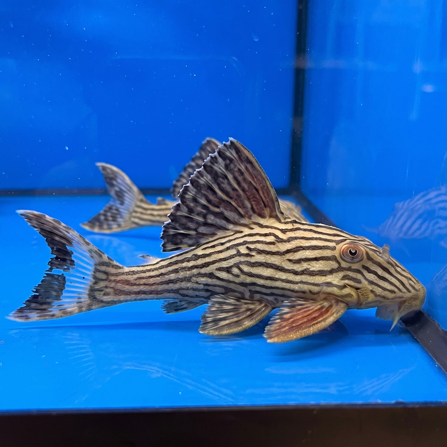 Xingu Thunder Pleco (L27b)