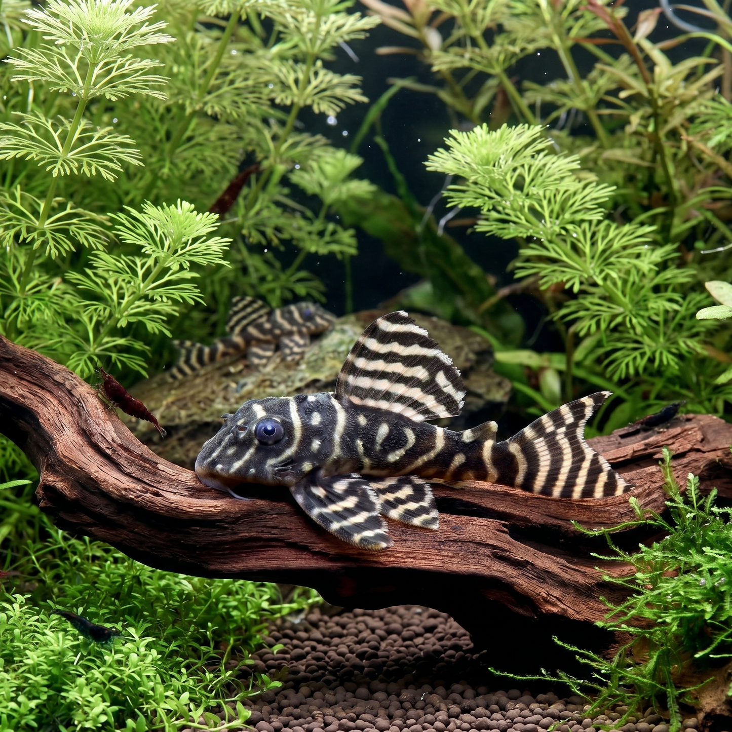 King Tiger Pleco (L333)