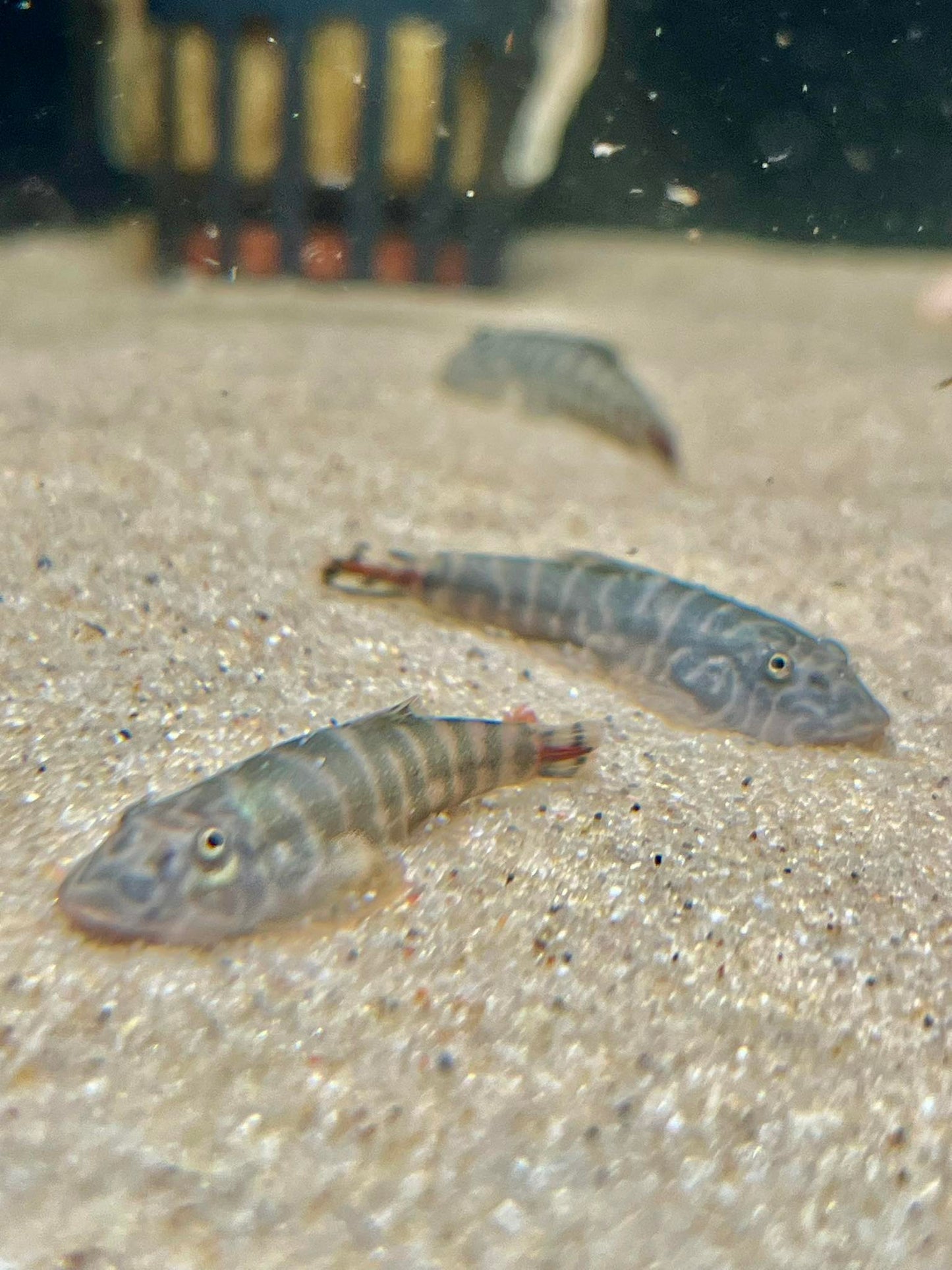 Redtail Hillstream Loach