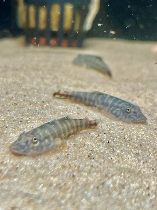 Redtail Hillstream Loach