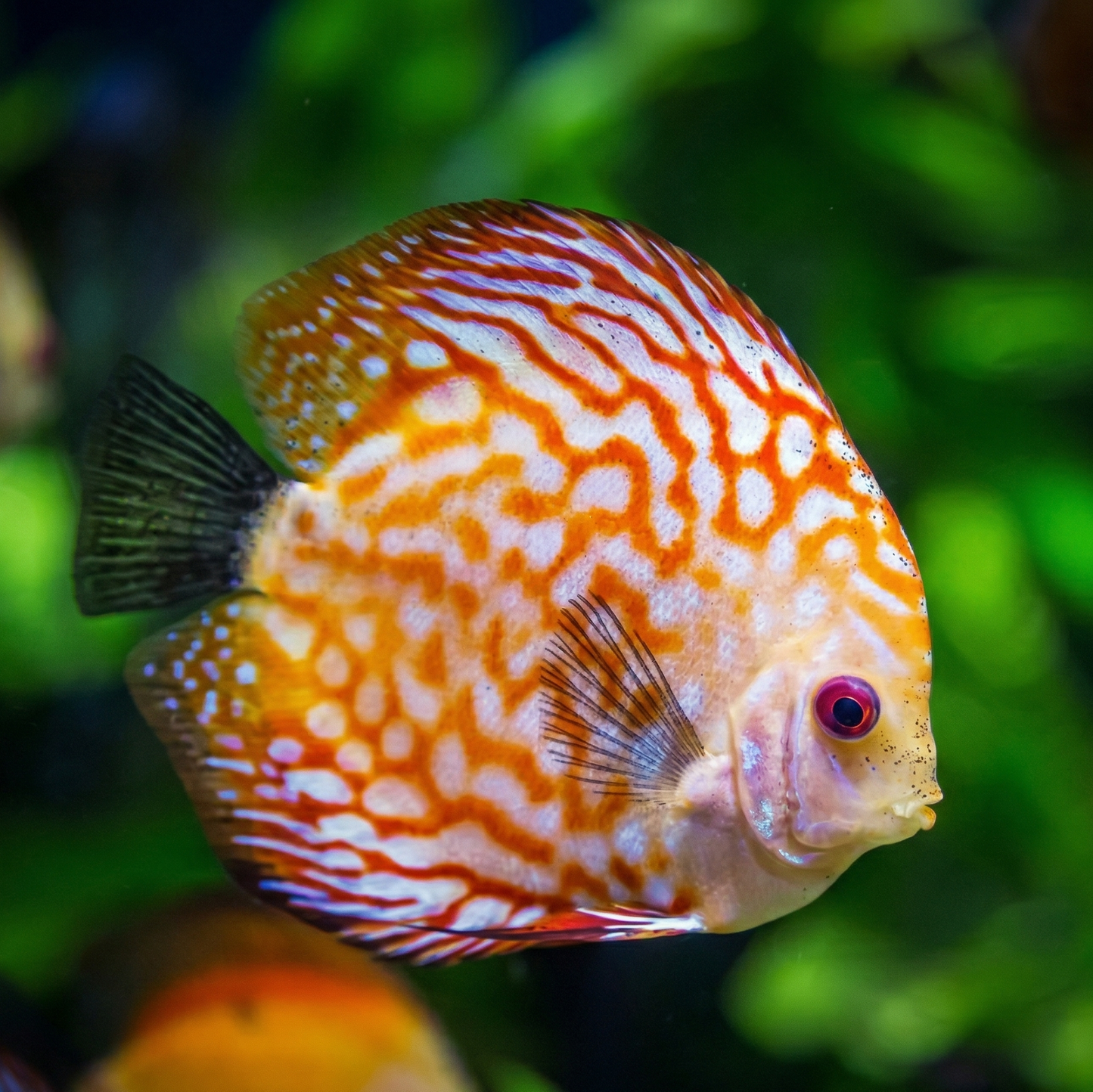 Discus