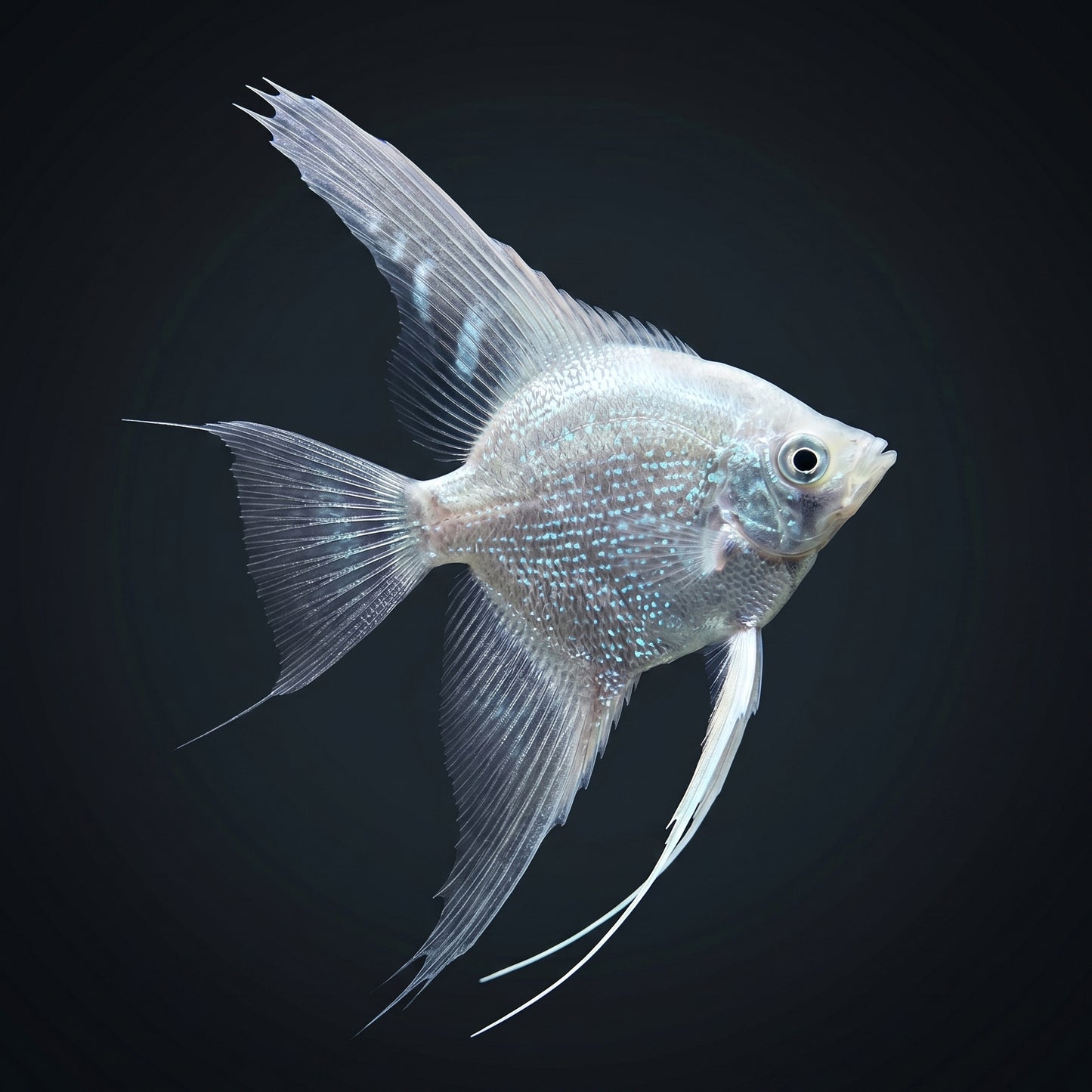 Angel-Platinum Veil Tail