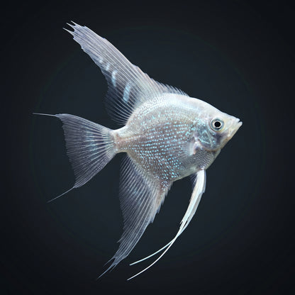 Angel-Platinum Veil Tail