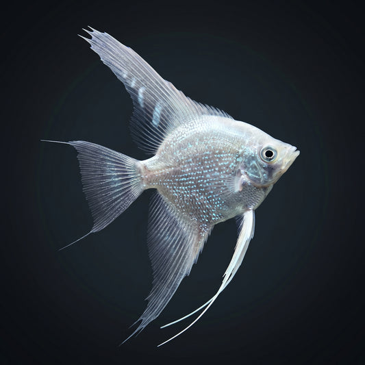 Angel-Platinum Veil Tail