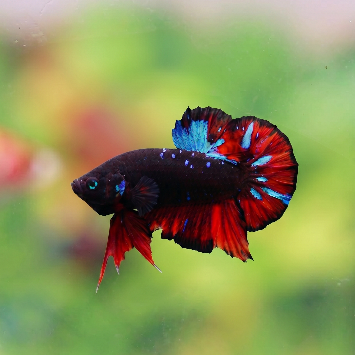 Plakat Avatar Vampire Betta