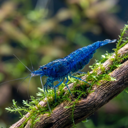 Blue Dream Shrimp (Neocaridina davidi 'Blue Dream')